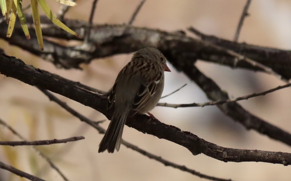 Field Sparrow - ML281766571
