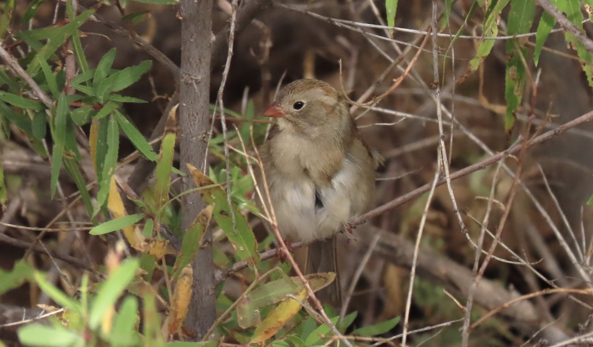 Field Sparrow - ML281766591