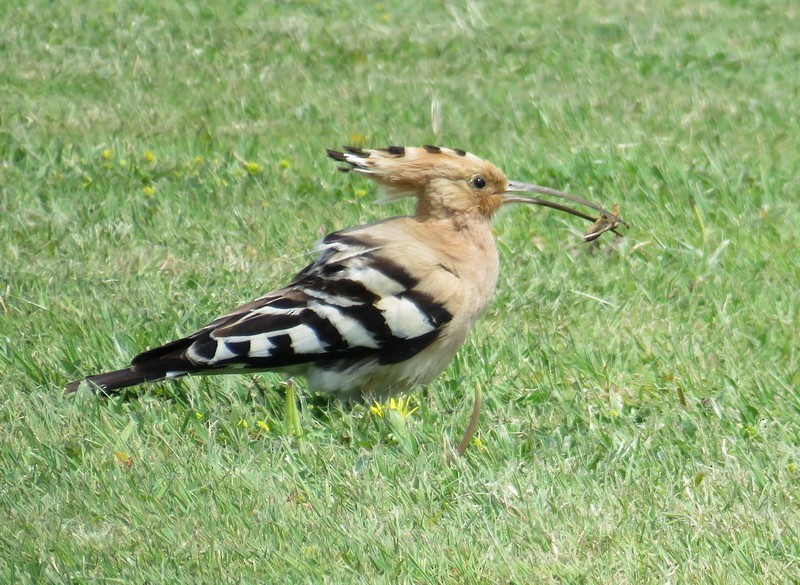 Eurasian Hoopoe - ML28176741