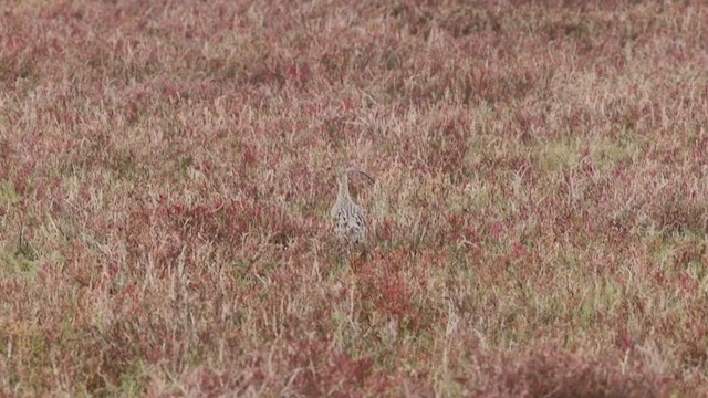 Long-billed Curlew - ML281768091