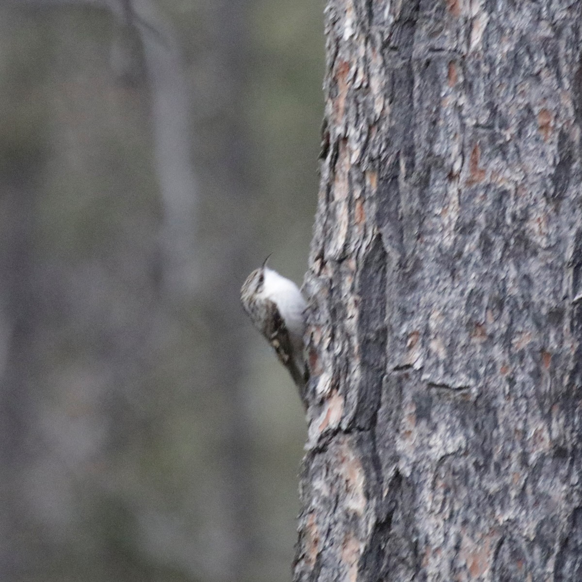 Brown Creeper - ML281769401