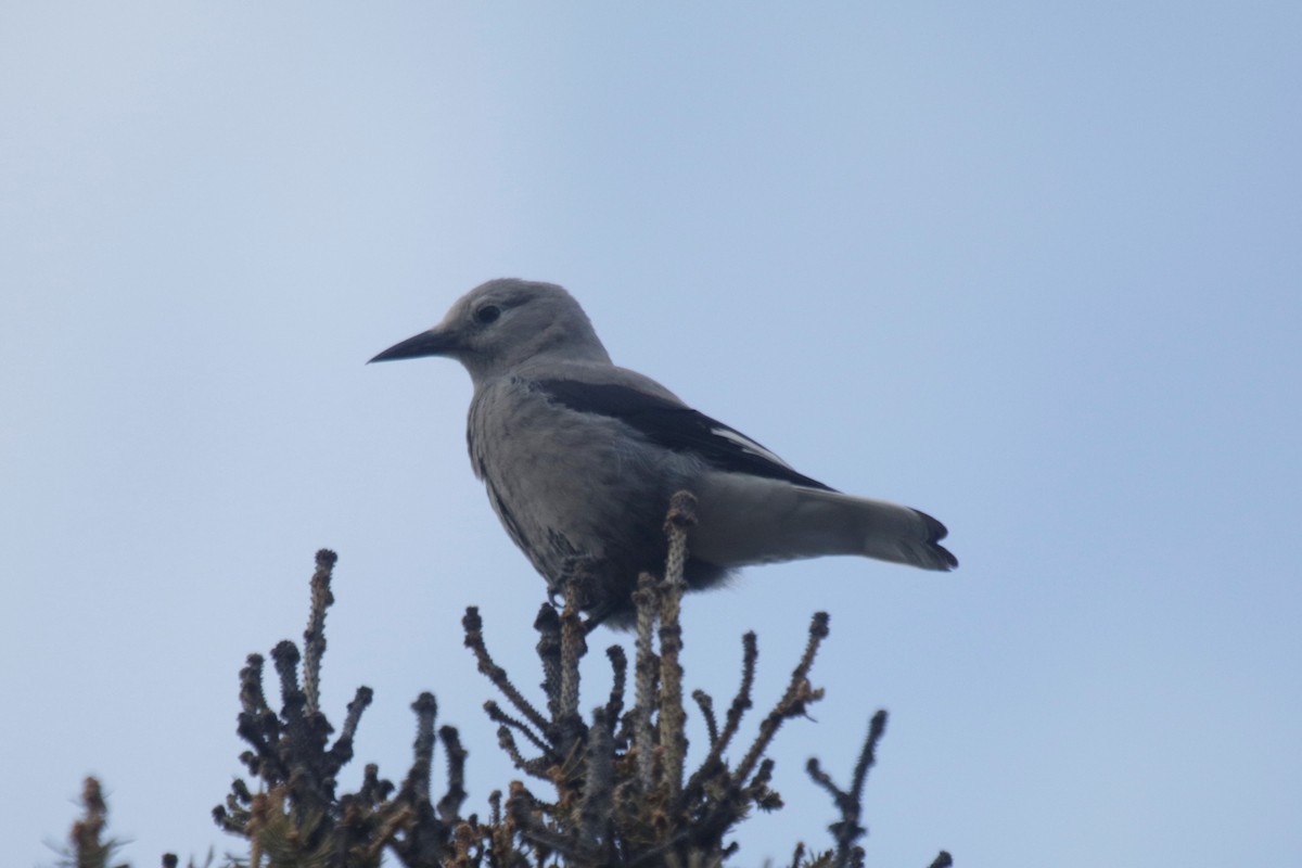 Clark's Nutcracker - ML281770151