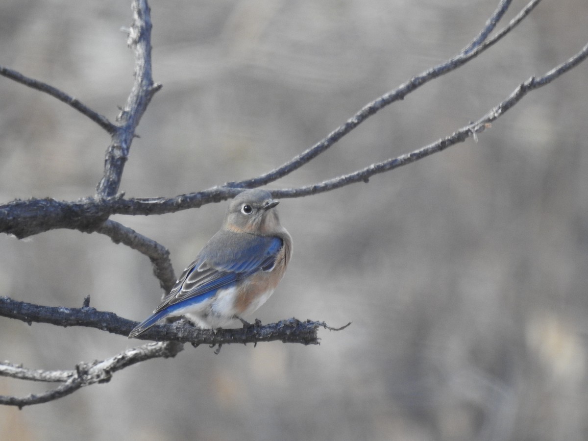 Eastern Bluebird - ML281770171