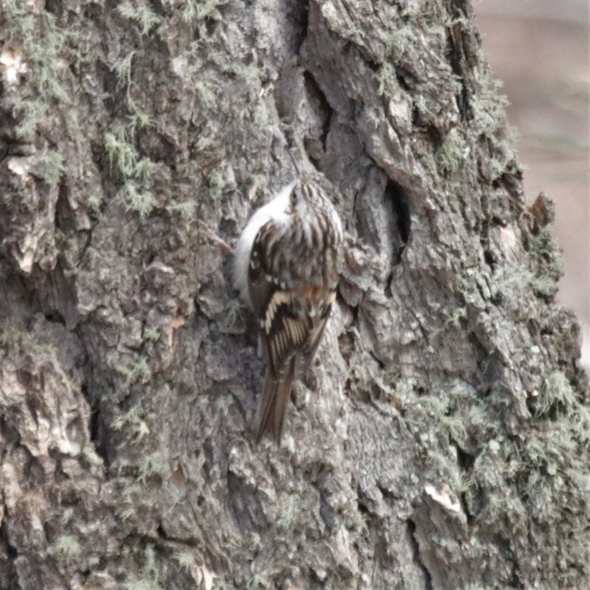 Brown Creeper - ML281770481