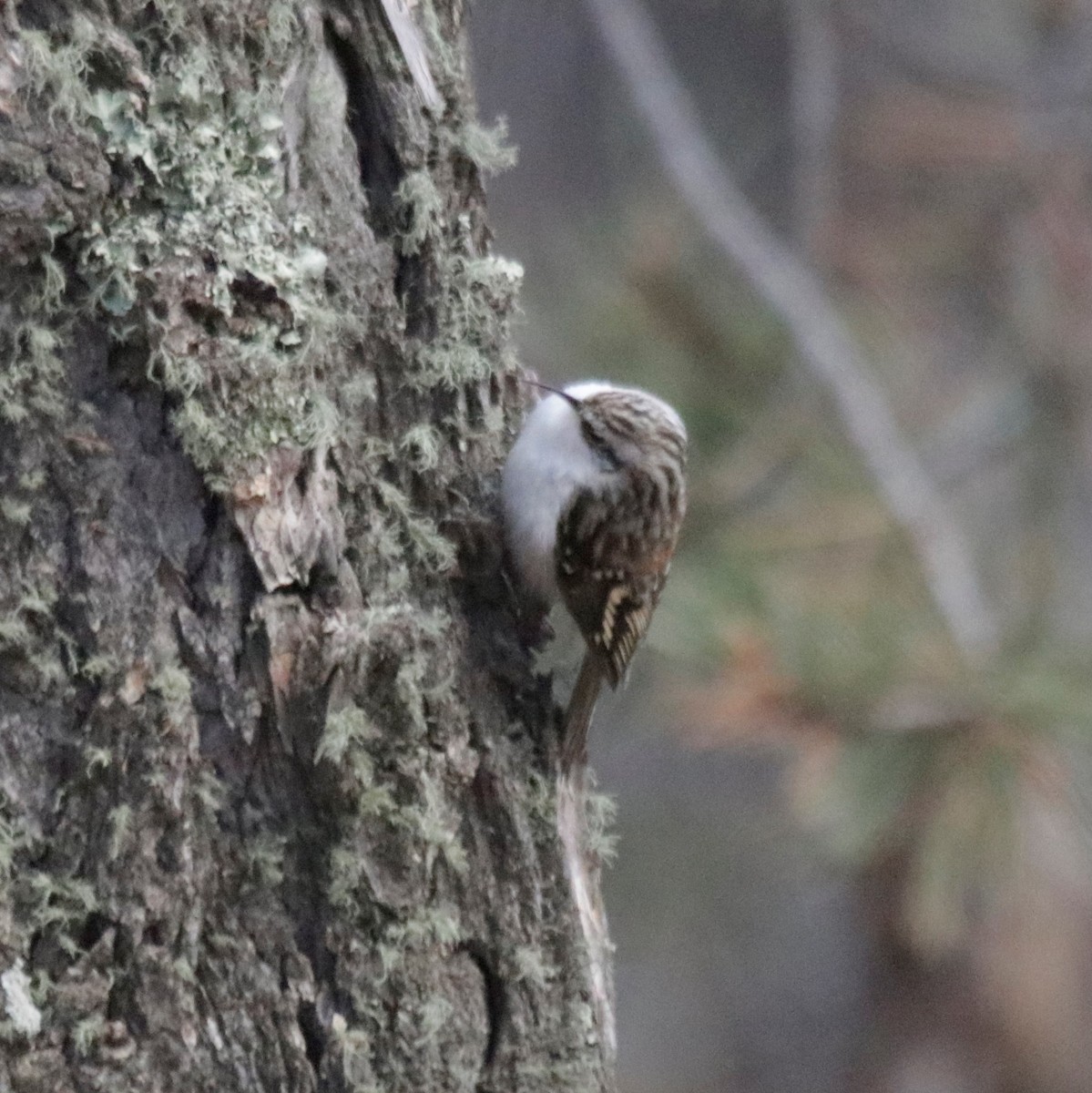 Brown Creeper - ML281770491