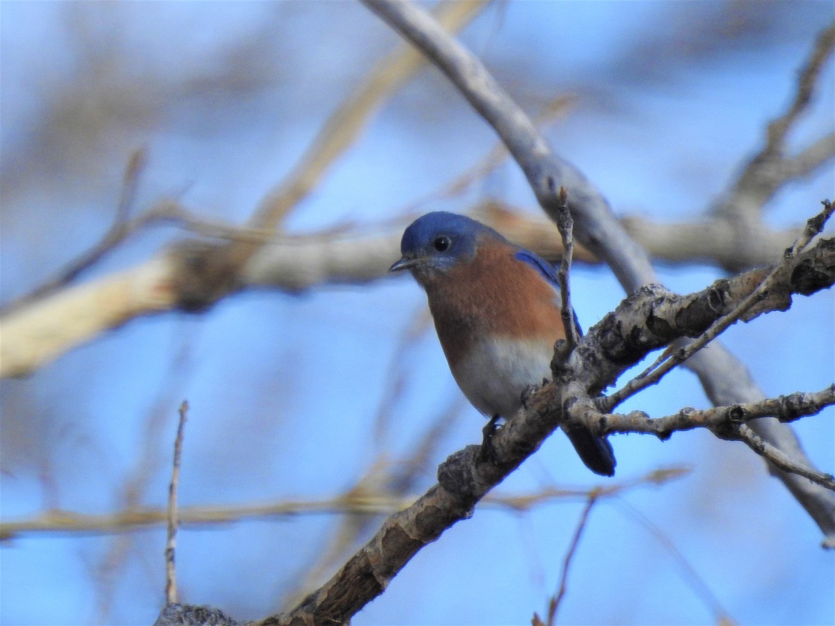 Eastern Bluebird - ML281770621