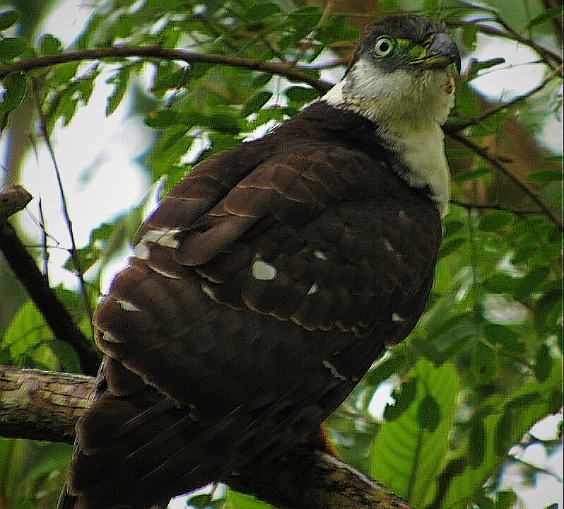 Hook-billed Kite - ML281771001