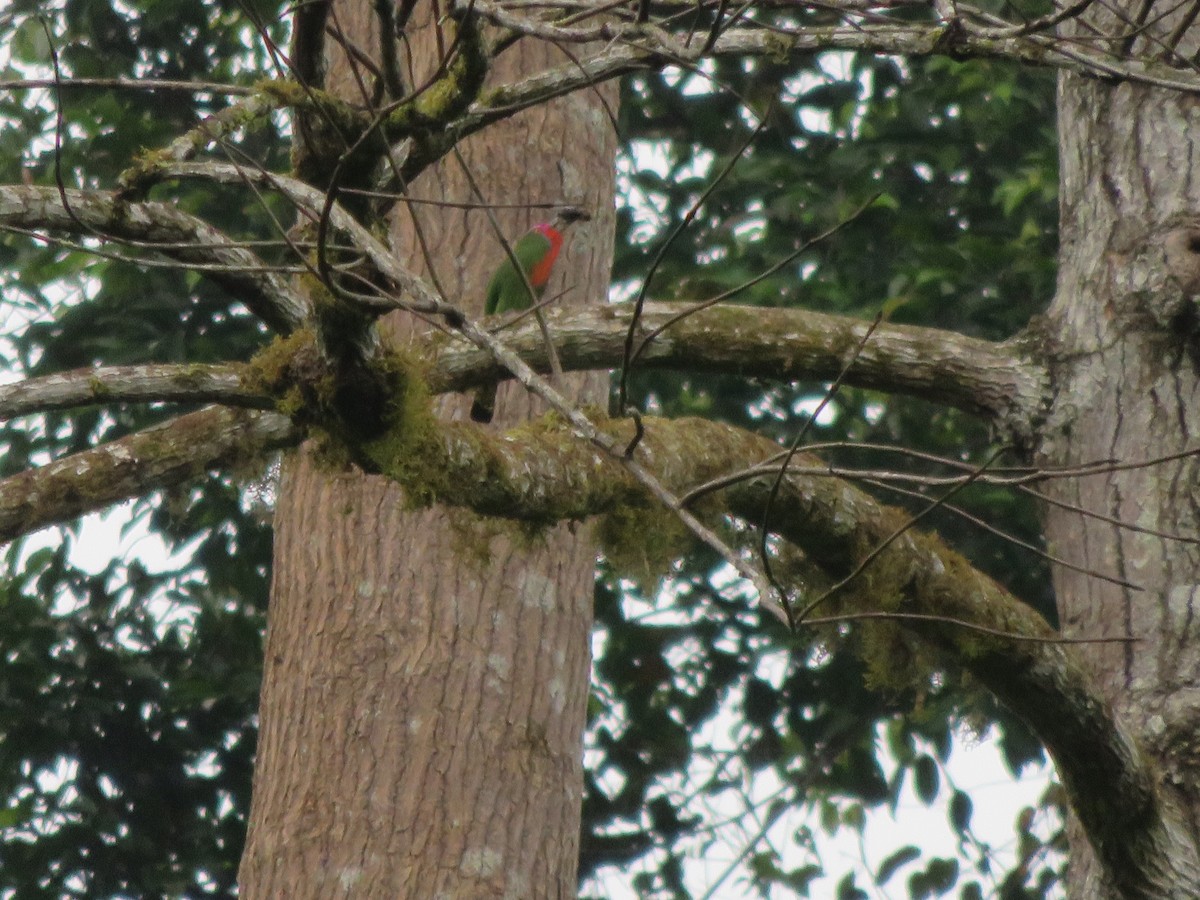 Red-bearded Bee-eater - ML28177161