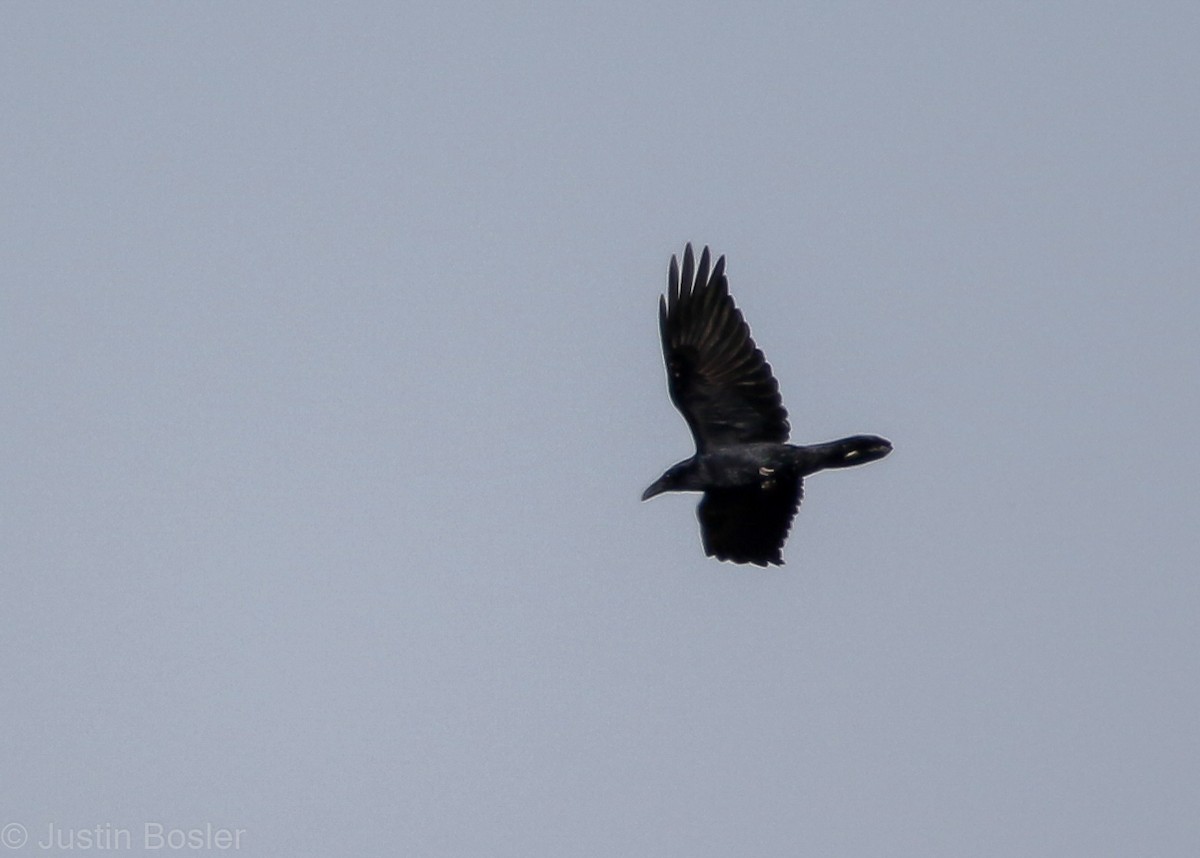 Common Raven - ML281773921