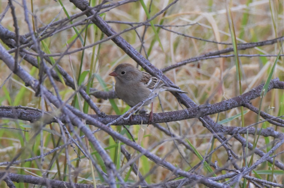Field Sparrow - ML281775281
