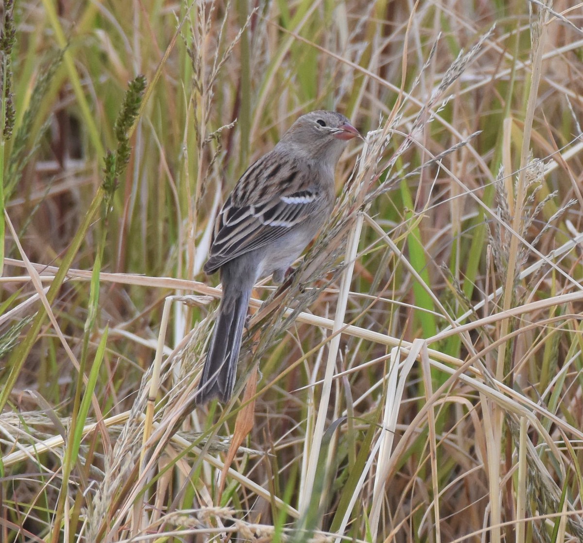 Field Sparrow - ML281775431