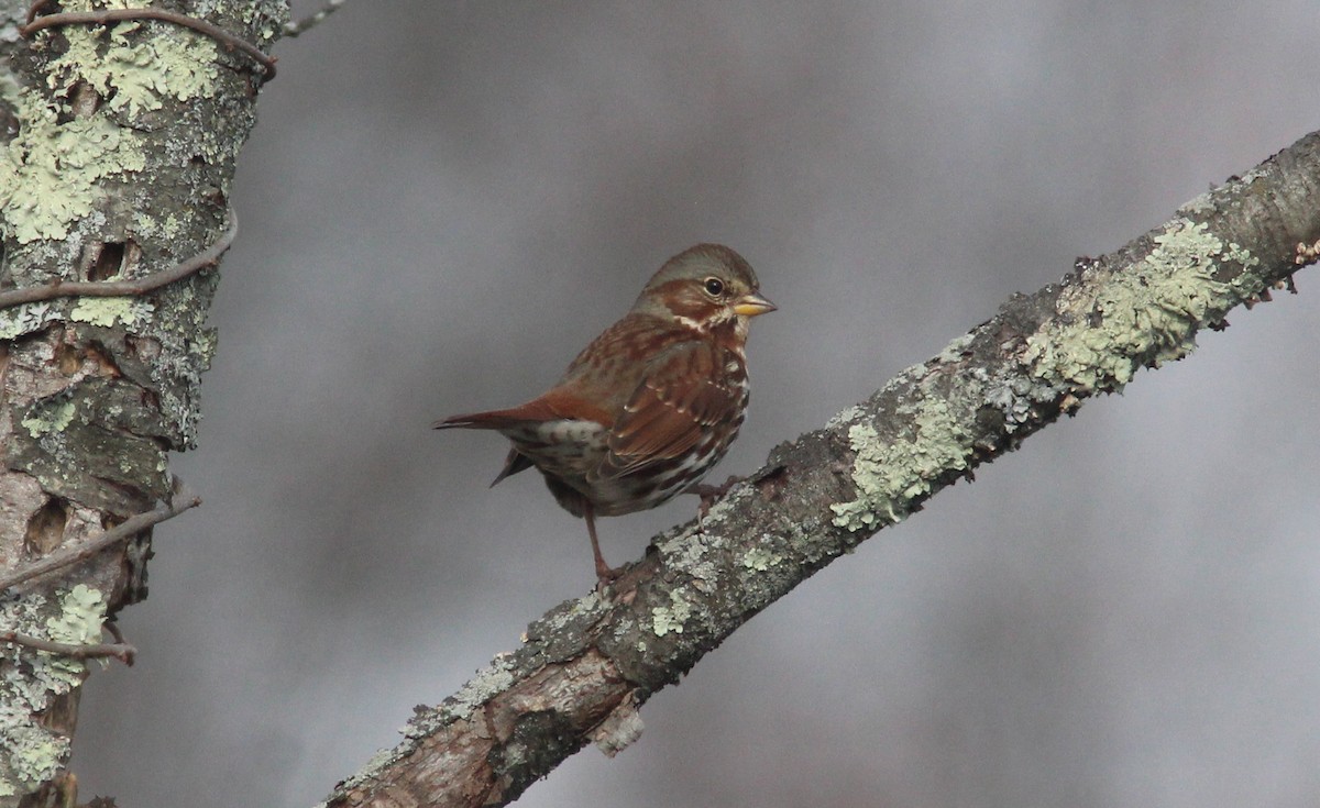 Fox Sparrow - ML281775471