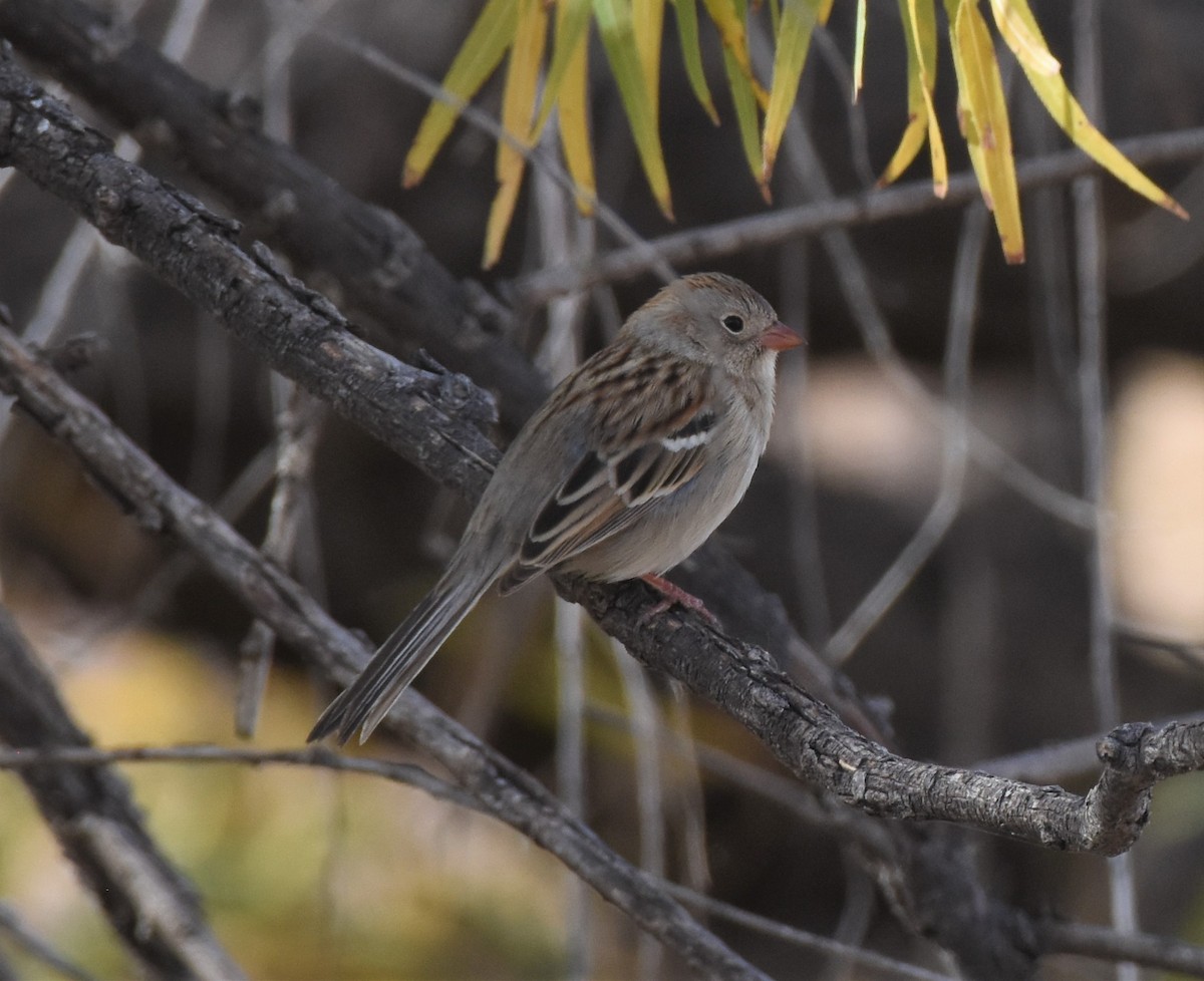 Field Sparrow - ML281775521
