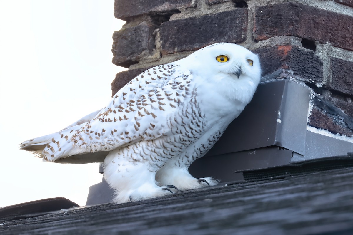 Snowy Owl - ML281776421