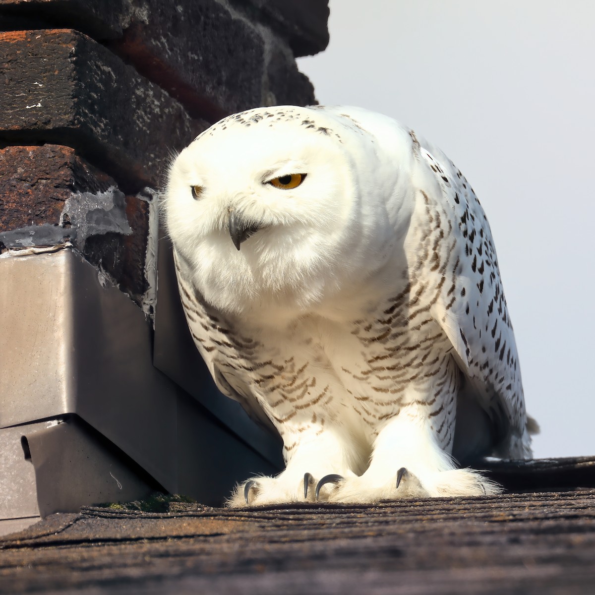 Snowy Owl - ML281776431