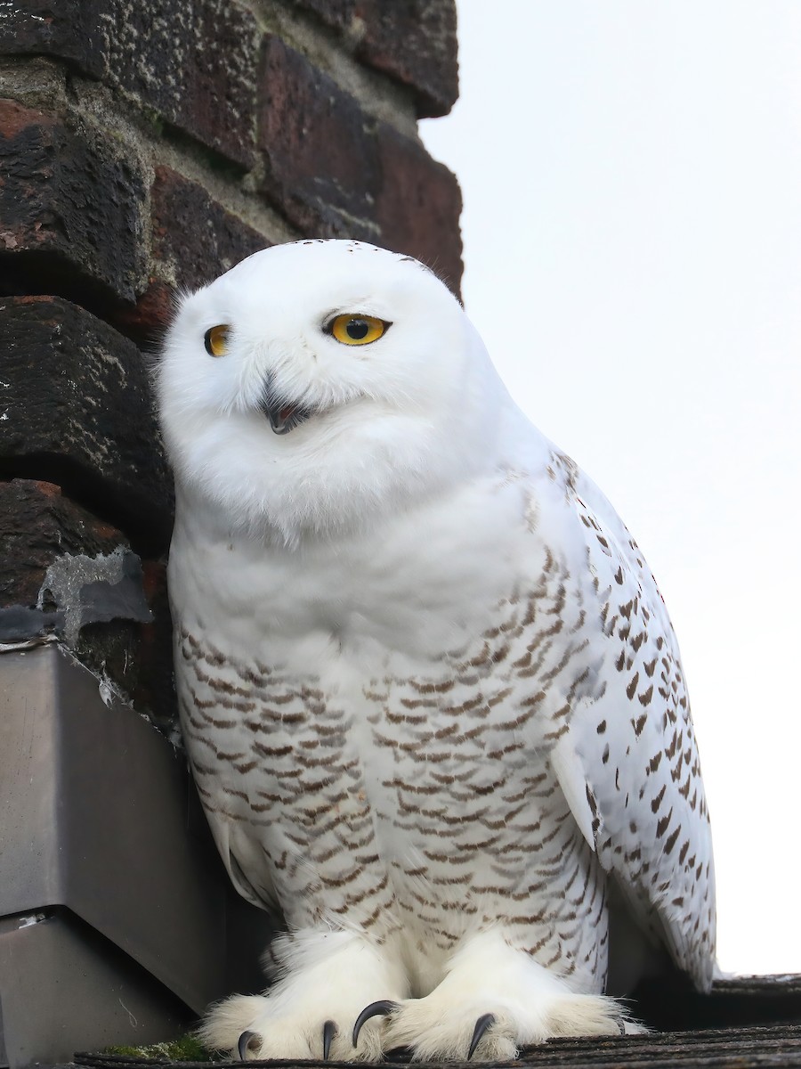 Snowy Owl - ML281776441