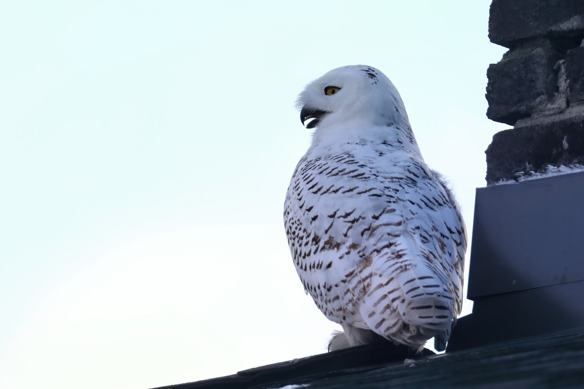 Snowy Owl - ML281776461