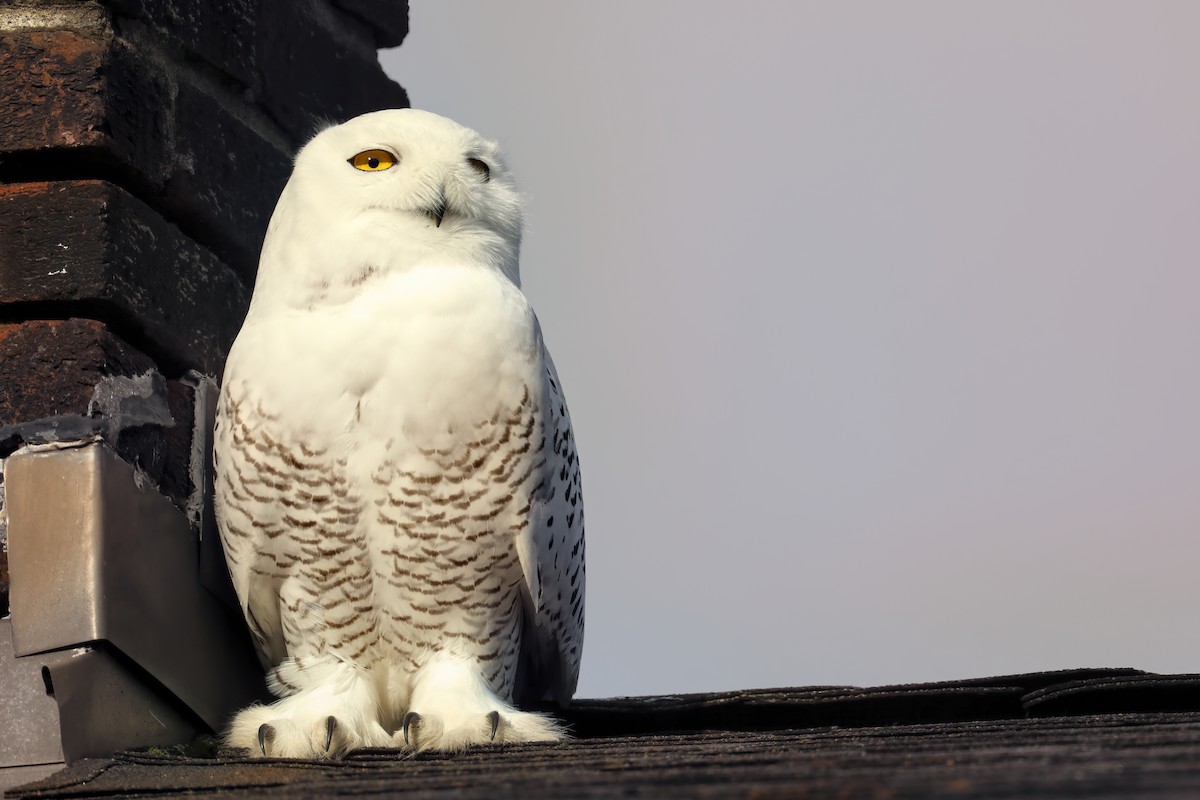 Snowy Owl - ML281776501