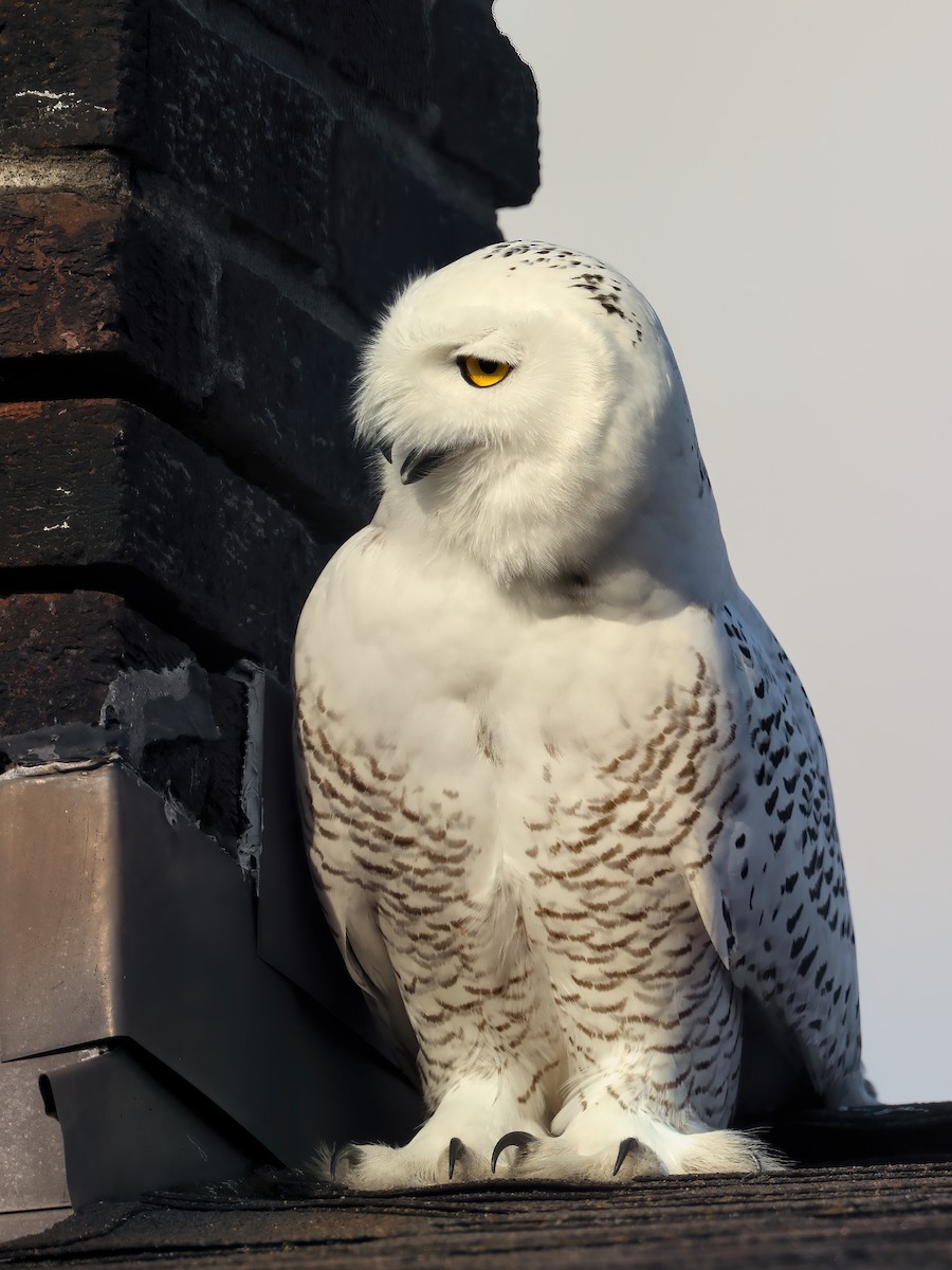 Snowy Owl - ML281776641