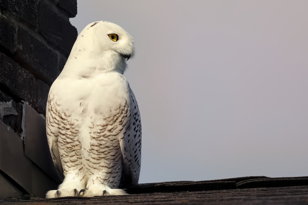 Snowy Owl - ML281776651