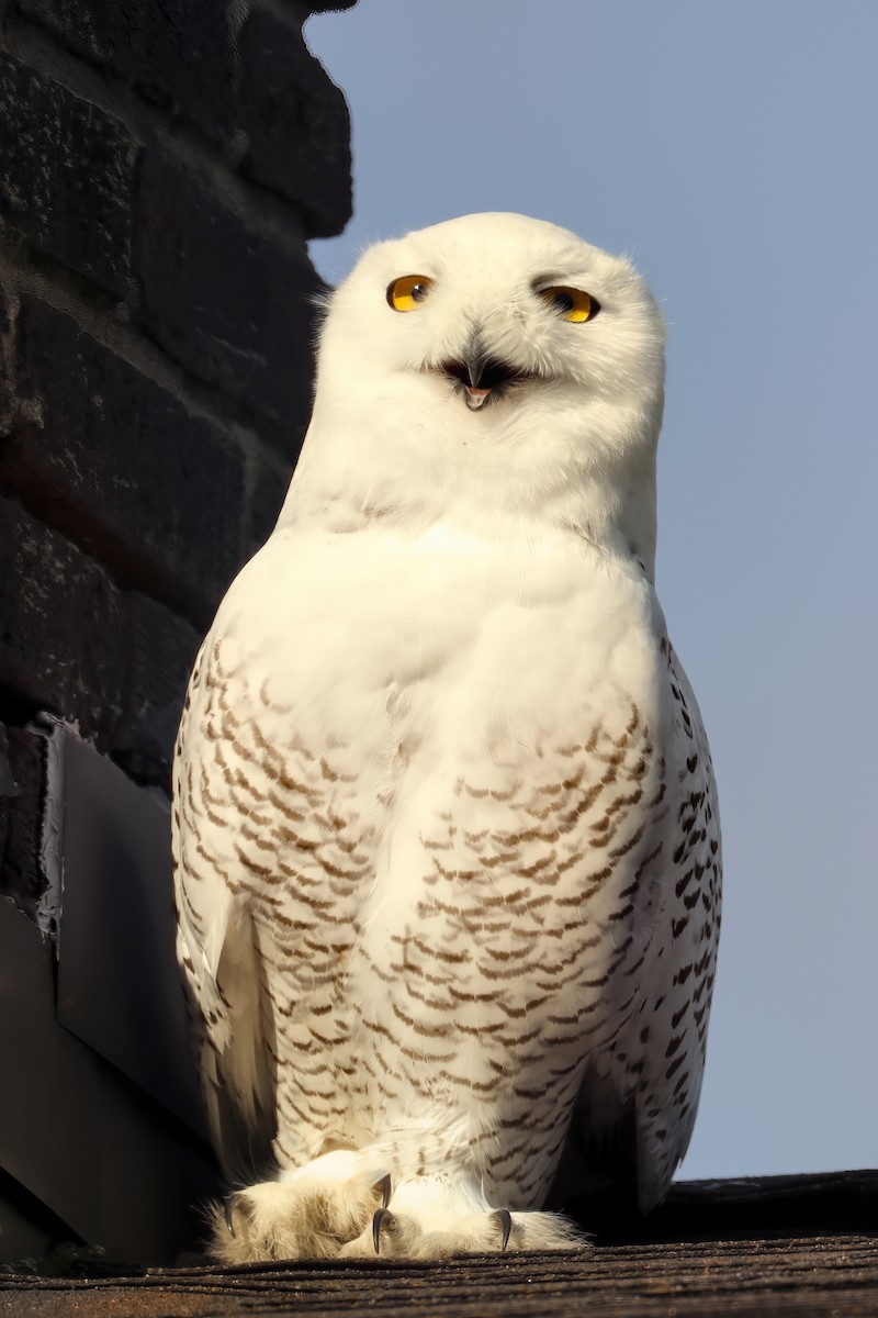 Snowy Owl - ML281776731