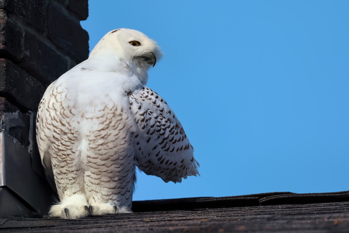 Snowy Owl - ML281776741