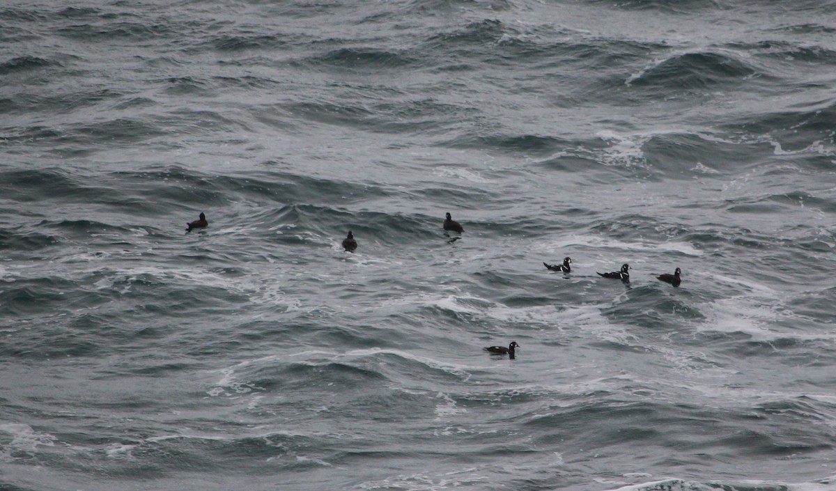 Harlequin Duck - ML281777031