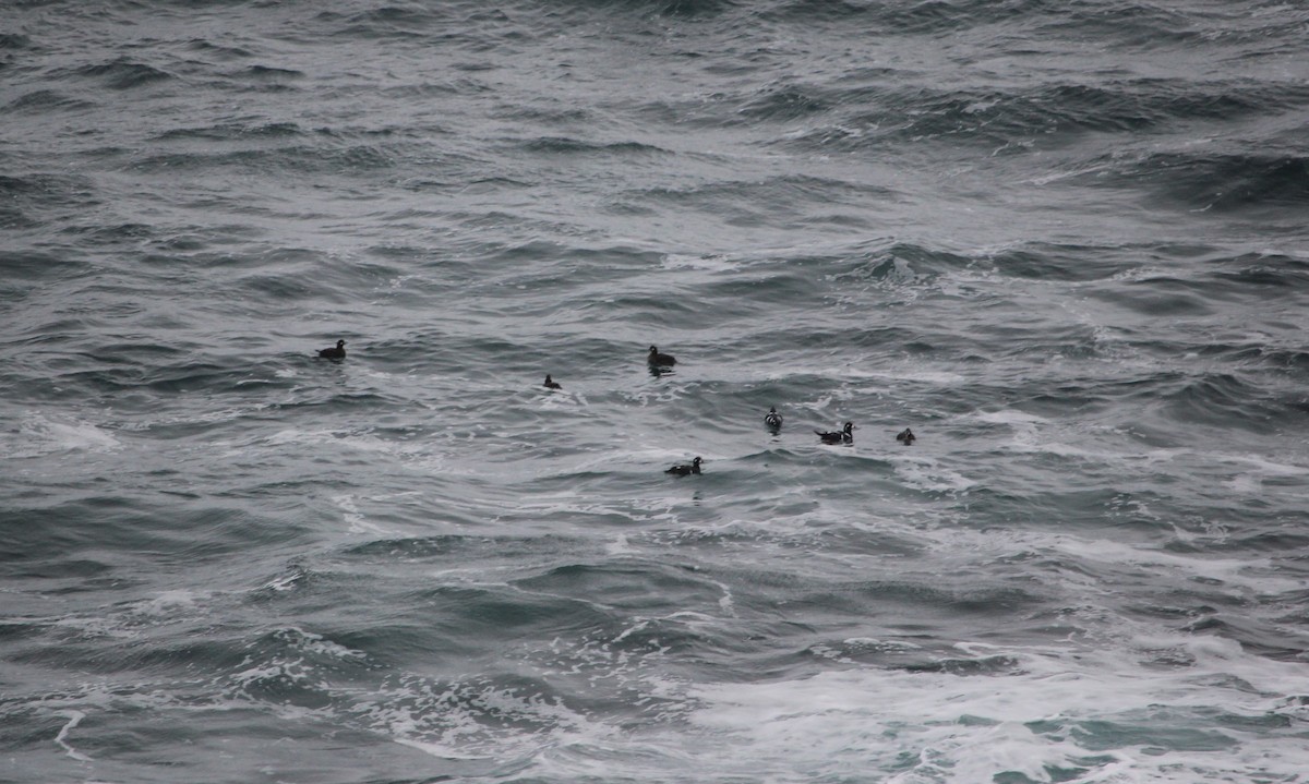 Harlequin Duck - ML281777051