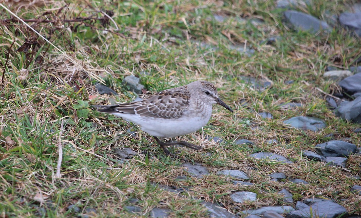 White-rumped Sandpiper - ML281778311