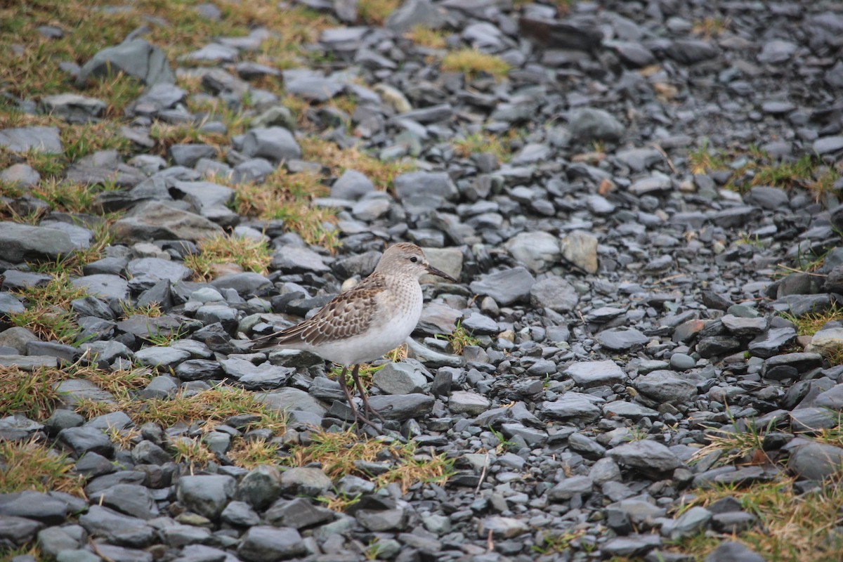 White-rumped Sandpiper - ML281778351