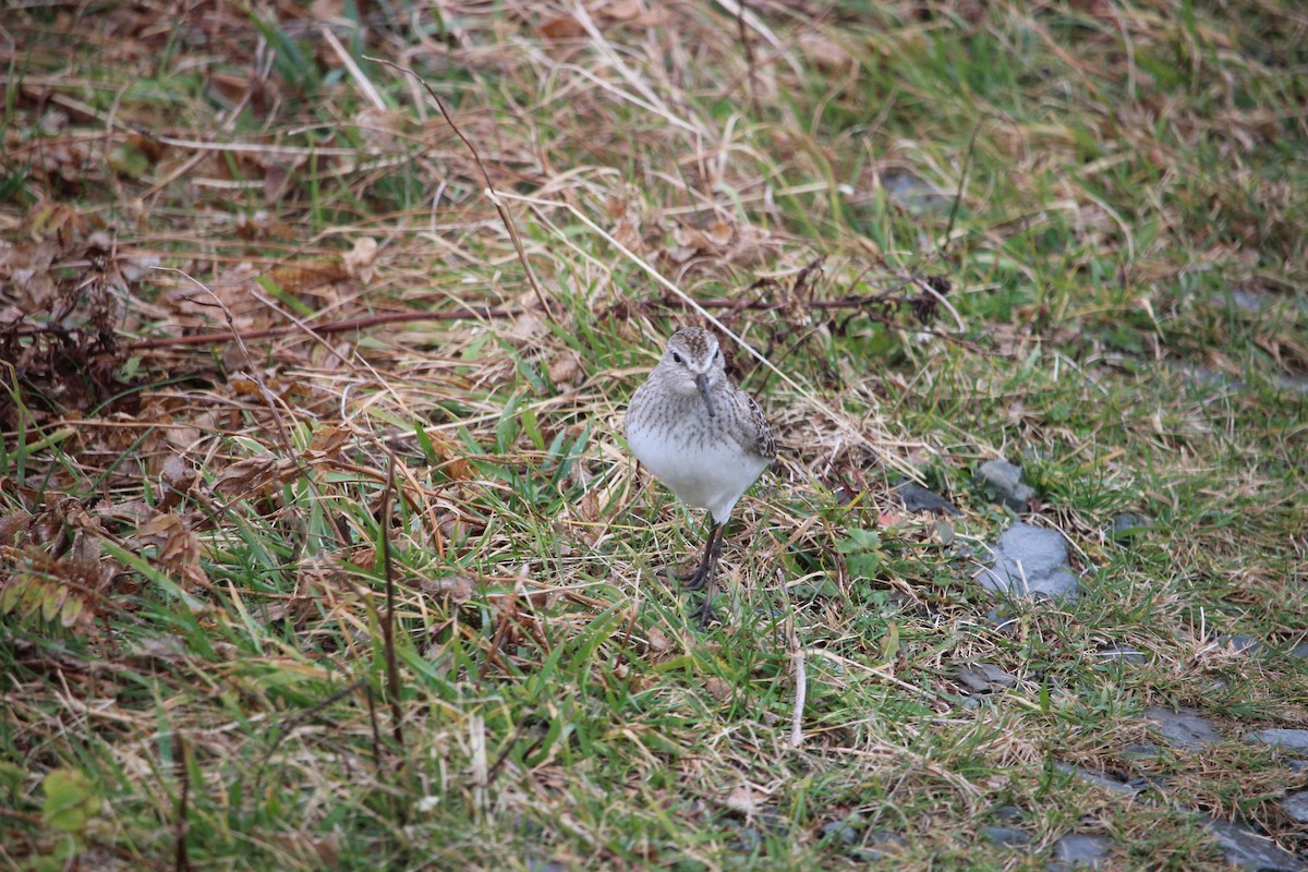 White-rumped Sandpiper - ML281778371