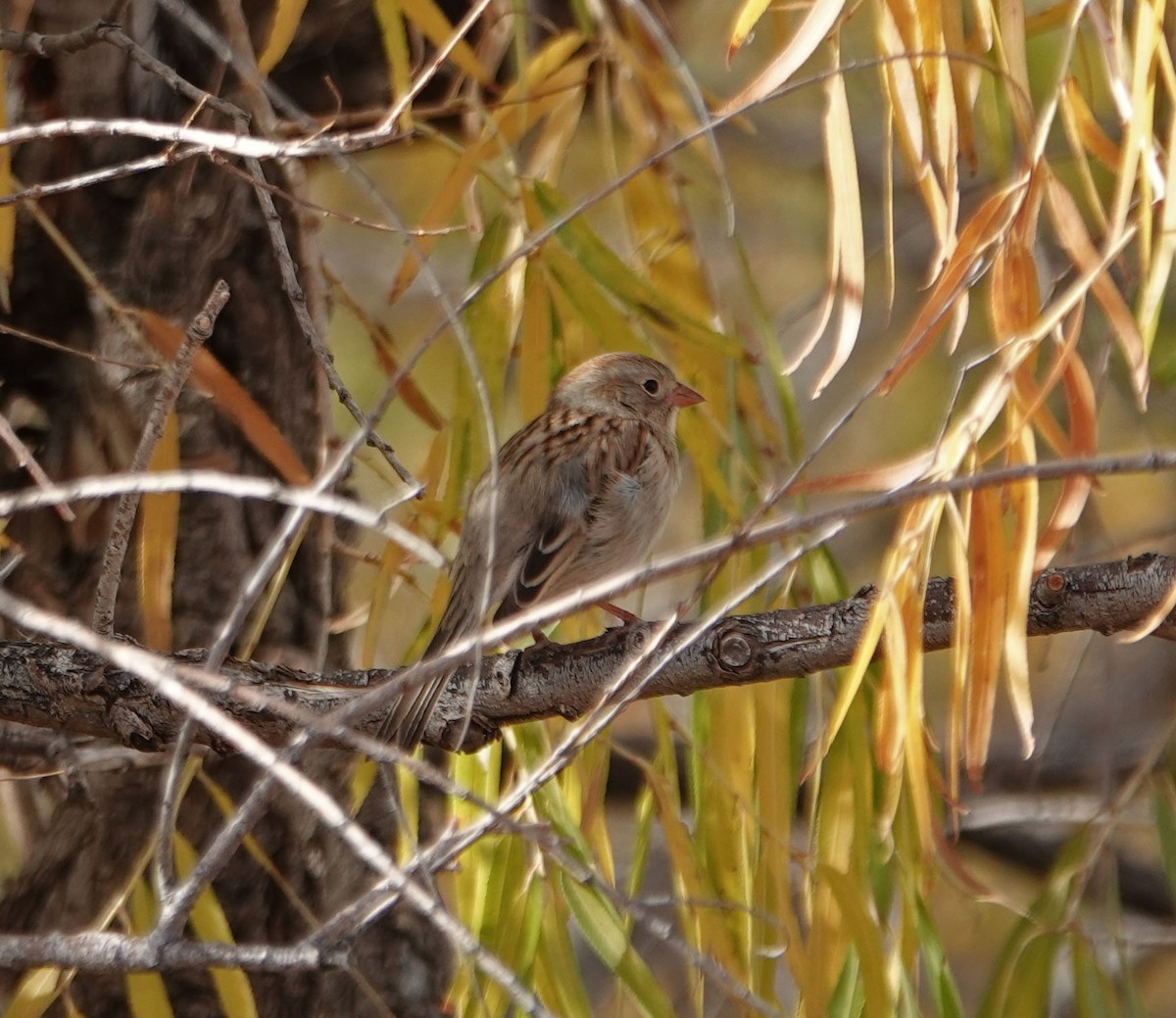 Field Sparrow - ML281778481