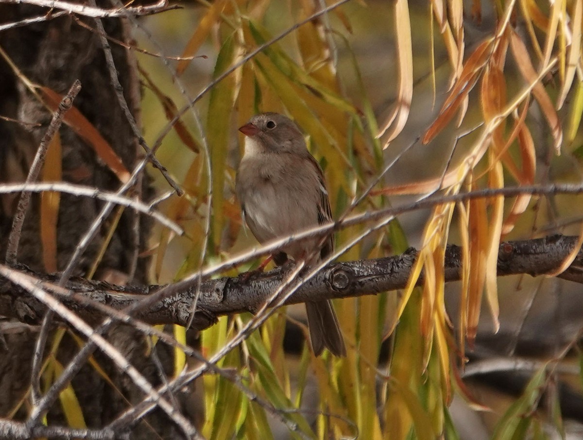 Field Sparrow - ML281778491