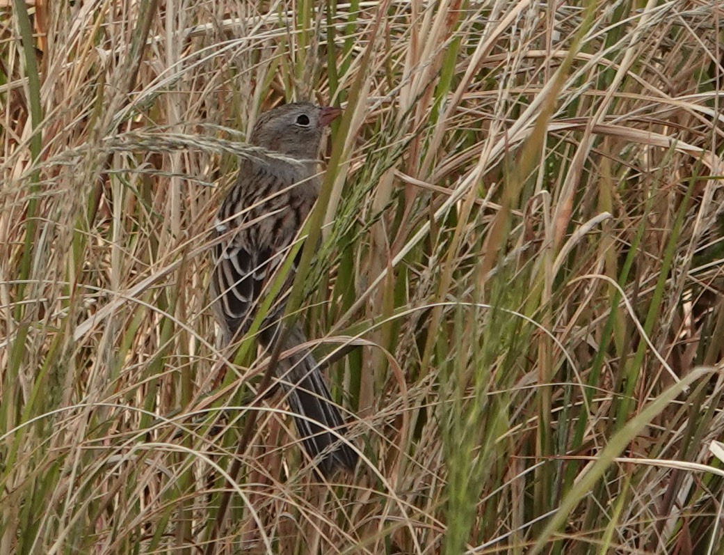 Field Sparrow - ML281778511