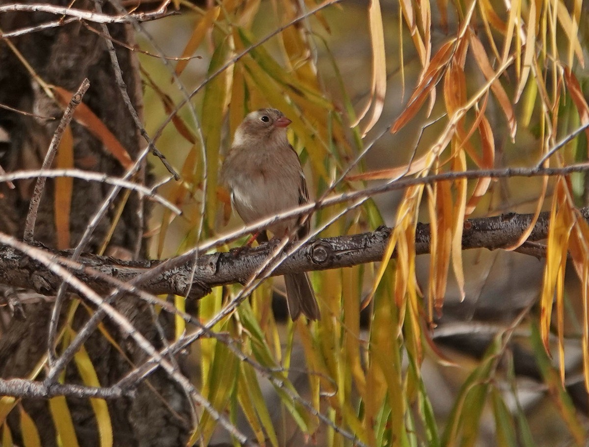 Field Sparrow - ML281778531
