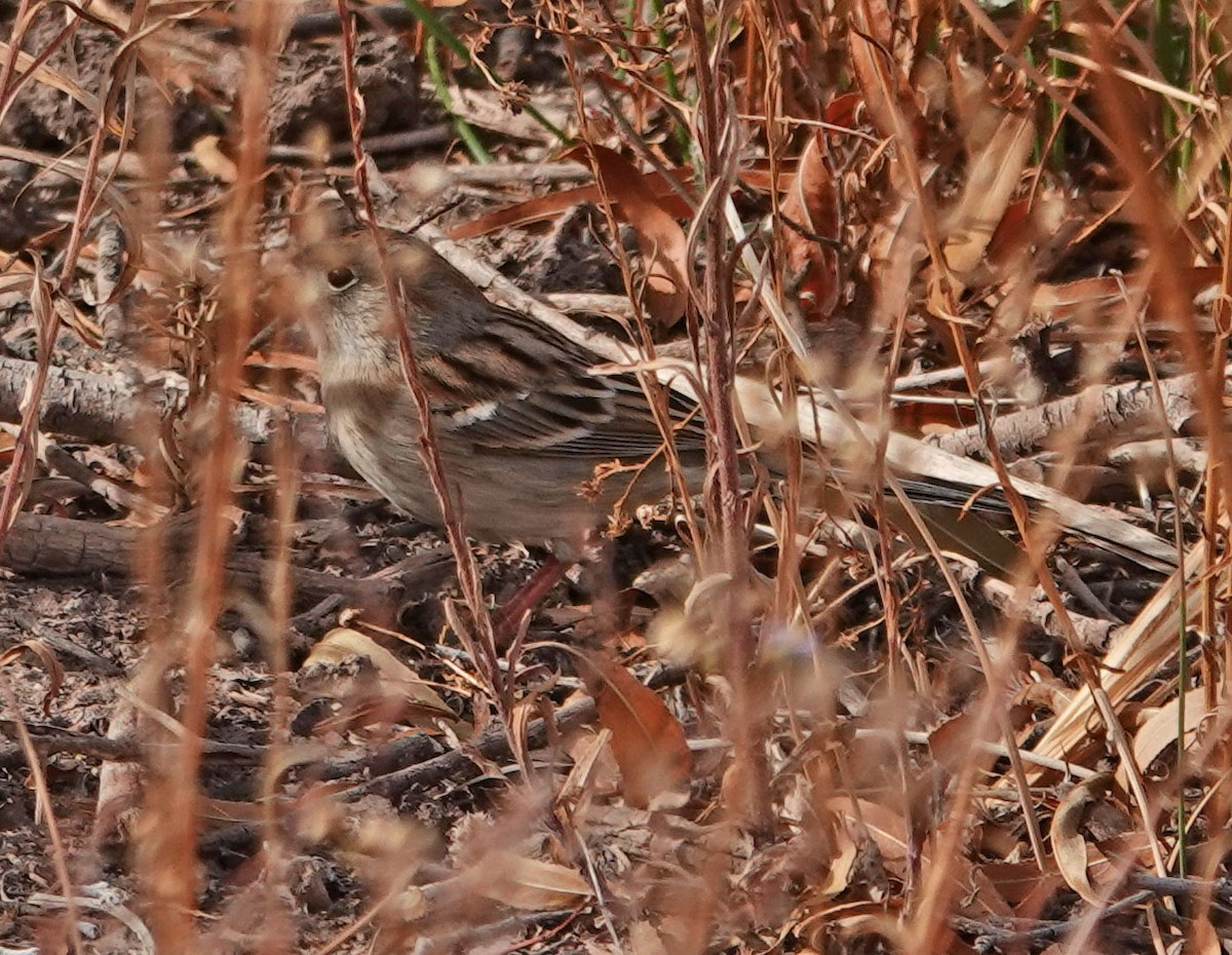 Field Sparrow - ML281778541