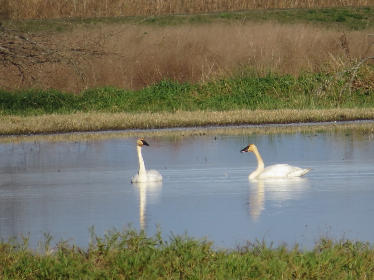 Trumpeter Swan - Kyle Leader