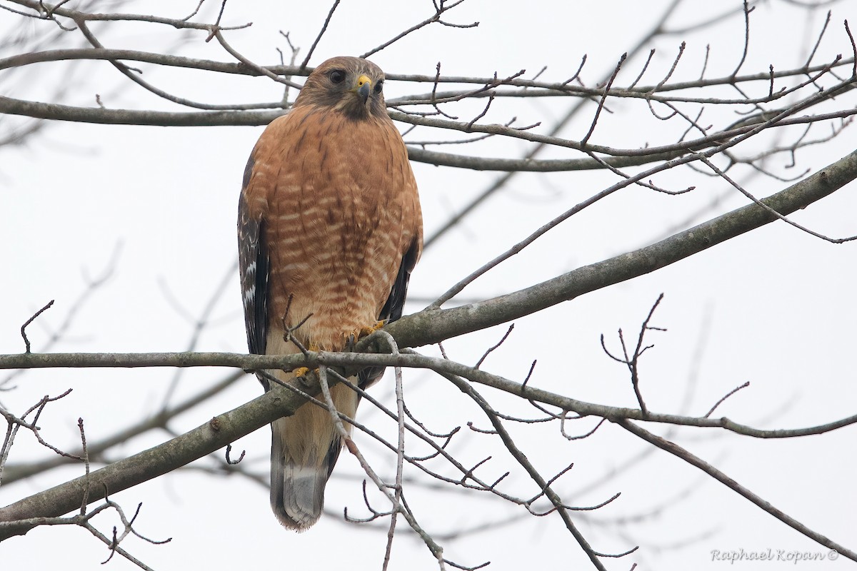 Red-shouldered Hawk - Raphael Kopan