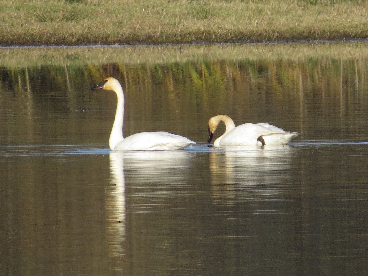 Trumpeter Swan - ML281778681