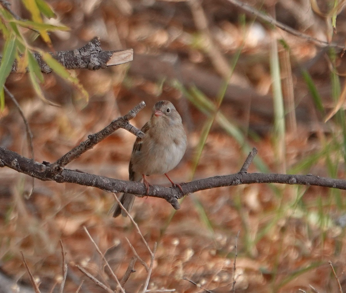 Field Sparrow - ML281778741