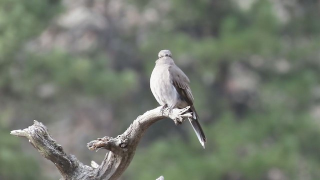 Townsend's Solitaire - ML281779781