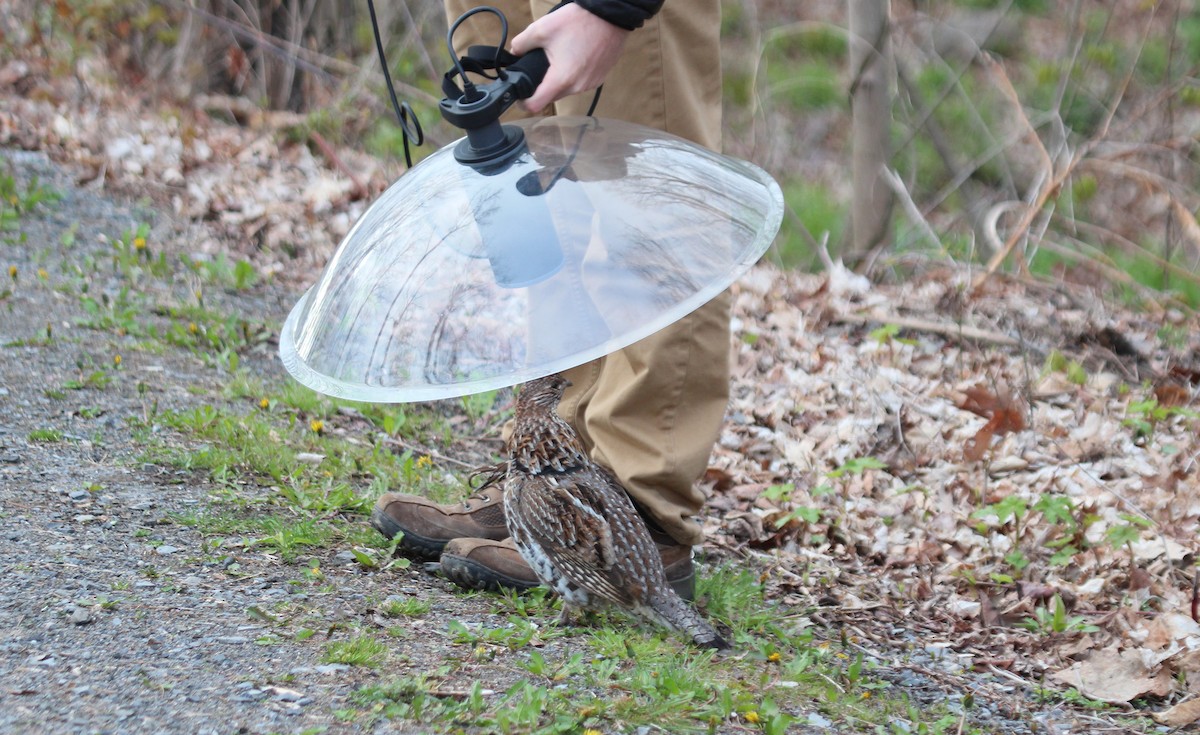 Ruffed Grouse - ML28178201