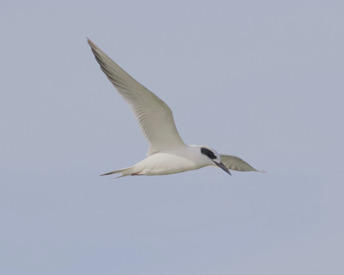 Forster's Tern - ML281782471