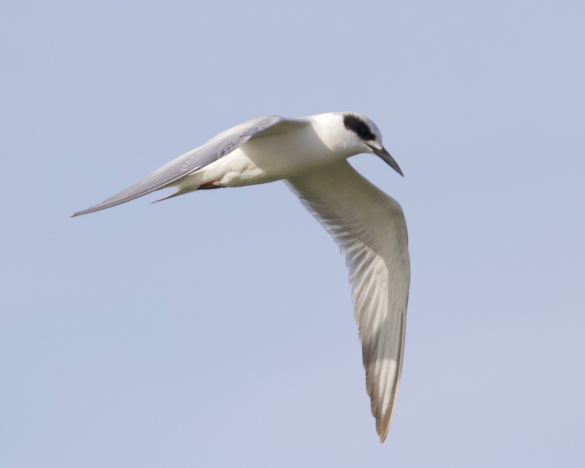 Forster's Tern - ML281782481