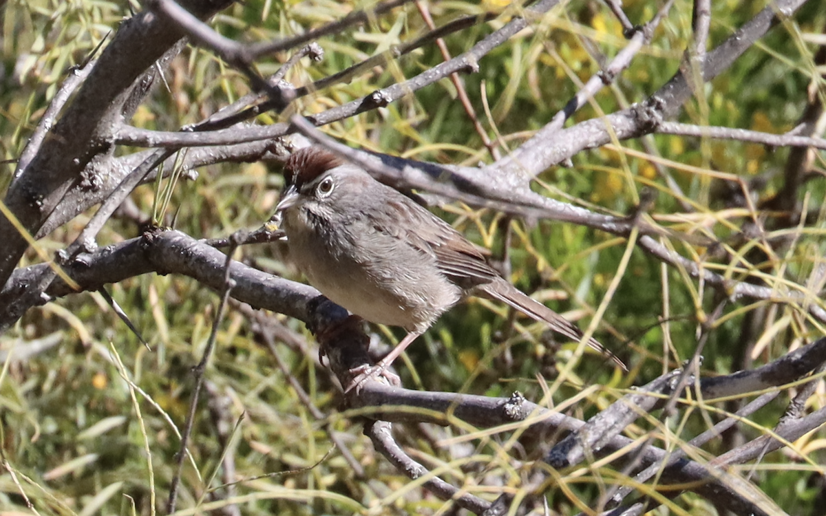 Rufous-crowned Sparrow - Ricardo Lopez Z.