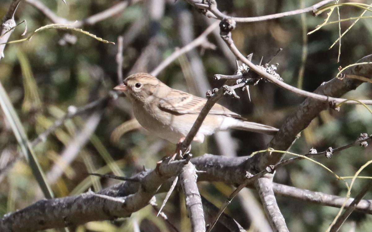 Brewer's Sparrow - Ricardo Lopez Z.