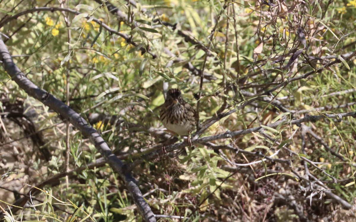 Lincoln's Sparrow - Ricardo Lopez Z.