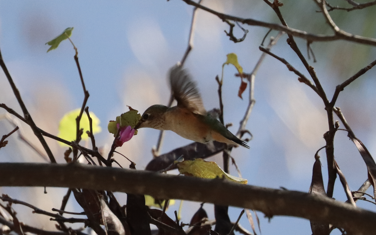 Broad-tailed Hummingbird - Ricardo Lopez Z.