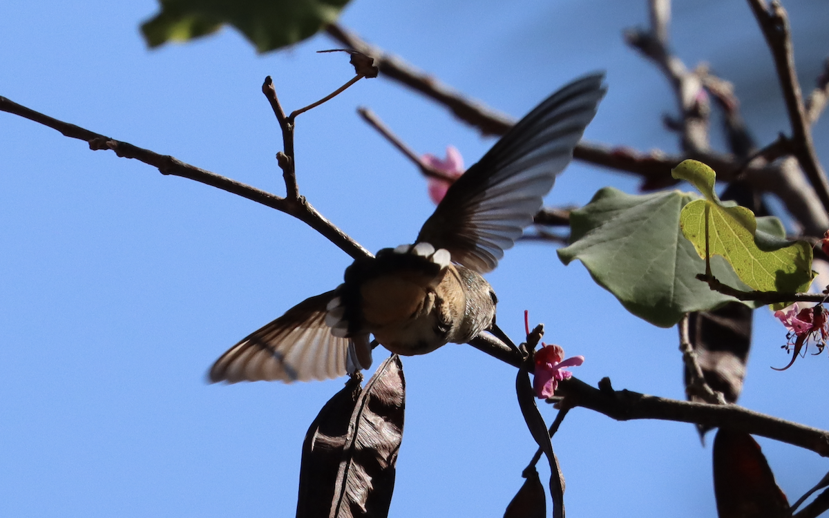 Broad-tailed Hummingbird - Ricardo Lopez Z.