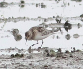 Baird's Sandpiper - ML281784381